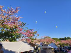 -风云岭森林公园