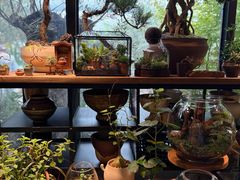 -自由生长植物工作室(深港花卉中心店)