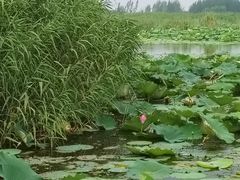 -白洋淀景区