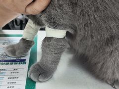-伟伟宠物医院·CT影像中心·瑞派犬猫综合性门诊(汉口总院)