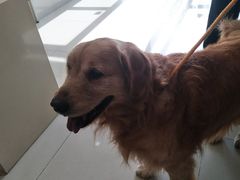 -艾贝尔宠物医院·24H转诊中心·肿瘤猫专科(江宁双龙店)