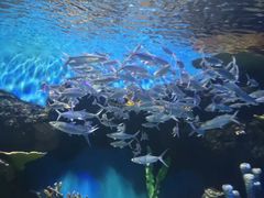 -华夏文旅海洋公园