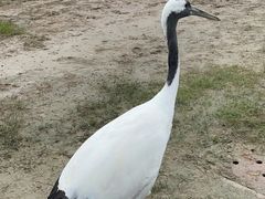 -盐城丹顶鹤湿地生态旅游区