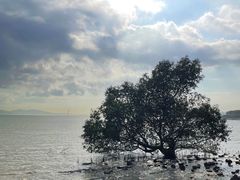 -深圳湾公园(南山区)