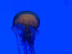 -上海海洋水族馆