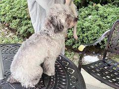 -萌宠之家·腊肠犬·马尔泰·小体犬舍
