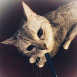 -明星刺青·洗纹身