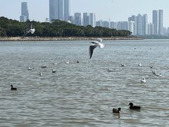 -深圳湾公园(南山区)