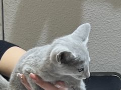 -琪喵猫屋·撸猫猫咖·猫舍