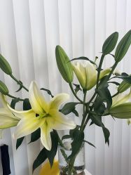 -熙朵美学植发·连锁品牌