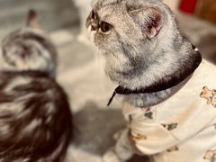 -楼上猫咖(罗湖店)