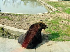 -上海野生动物园