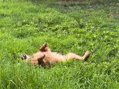 -达爱动物医院·犬猫分区·CT·复杂眼科(远洋山水分院)