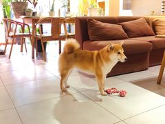 -柴务处·柴犬主题狗咖