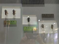 -上海昆虫博物馆