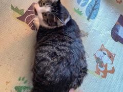 -美联众合动物医院(·中兽医·疑难杂症·严家桥分院)