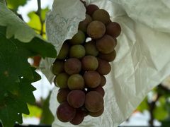 -美家乐农庄·露营·团建(大治路店)