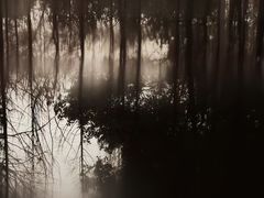 -白鹭湾湿地公园