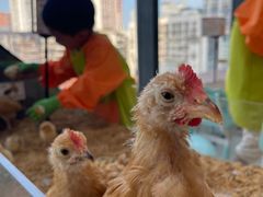 -怪兽屋·羊驼·猫咖·狗咖(俊华广场店)