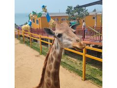 -西霞口神雕山野生动物世界