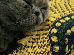 -平行世界·猫咖(首经贸店)