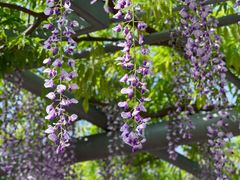 -嘉定紫藤园