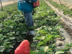 -胜丰草莓采摘园