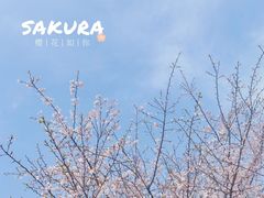-顾村公园