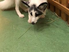 -藦茜花园宠物主题亲子互动体验馆(国顺东路店)