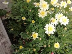 -上海鲜花港