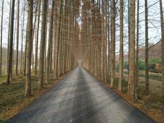 -黄海国家森林公园