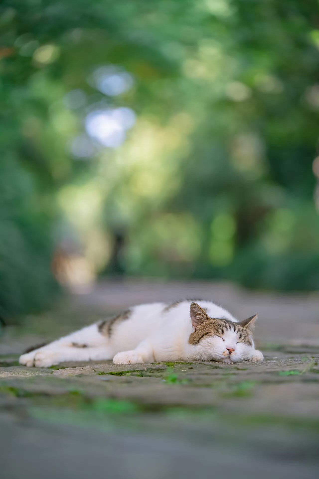 我是猫咪摄影师喵呜不停,全国各地寻拍,记录了很多猫咪的可爱睡姿