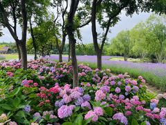 -上海滨江森林公园