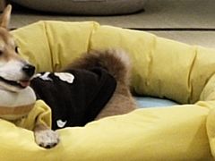 -逗柴咖啡屋·狗咖猫咖宠物桌游