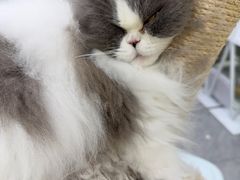 -爱洗澡的猫(天河路店)