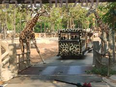 -清迈夜间动物园