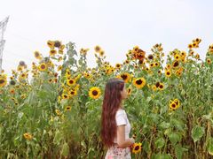 -紫颐香薰山谷景区