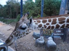 -清迈夜间动物园