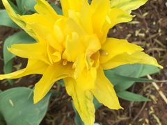 -洛阳郁金香牡丹园