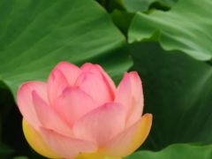 -荷塘月色湿地公园·向阳花洲