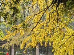 -四川大学(华西校区)