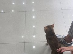 -瑞鹏宠物医院·夜间急症·心超·猫科(祖庙分店)