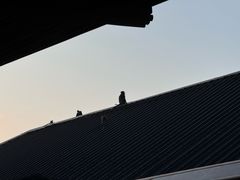 -夜间野生动物园