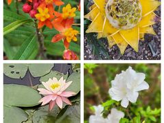 -中国科学院华南植物园