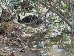 -森波拉火山温泉