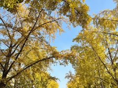 -三里屯东五街银杏大道