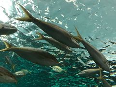 -瑞普利水族馆