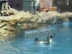 -帝企鹅自助餐厅•儿童岛•真企鹅(长隆企鹅酒店)