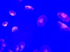 -芜湖新华联大白鲸海洋公园