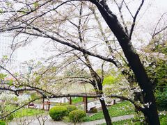 -嘉定紫藤园